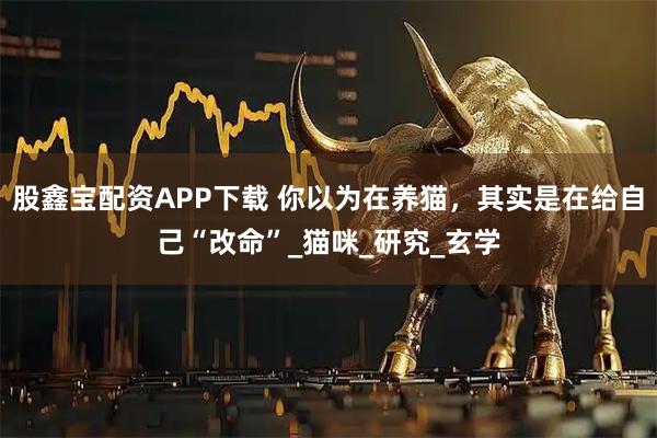 股鑫宝配资APP下载 你以为在养猫，其实是在给自己“改命”_猫咪_研究_玄学