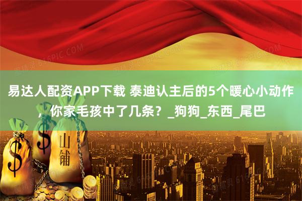 易达人配资APP下载 泰迪认主后的5个暖心小动作，你家毛孩中了几条？_狗狗_东西_尾巴